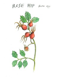 botanical illustration by franky frances cannon